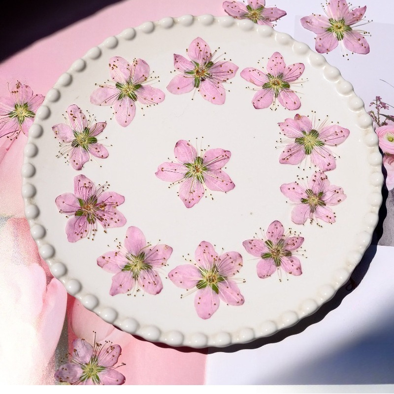 Dried Flower Bookmark - 3-4cm./6pcs,Pink Peach Blossom Pressed Dried Flowers