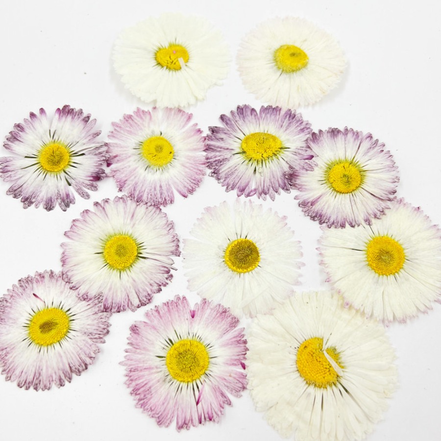 4cm Natural White Daisy Presse - đánh giá và giá Dried Flower Bookmark