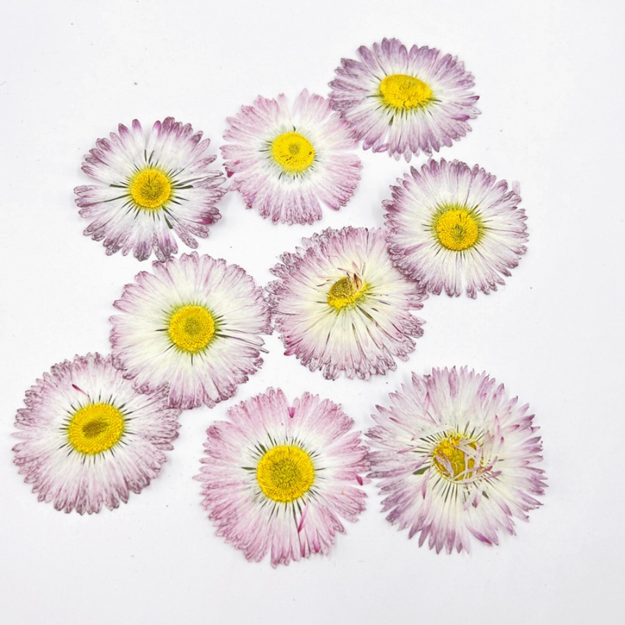 4cm Natural White Daisy Presse - đánh giá và giá Dried Flower Bookmark