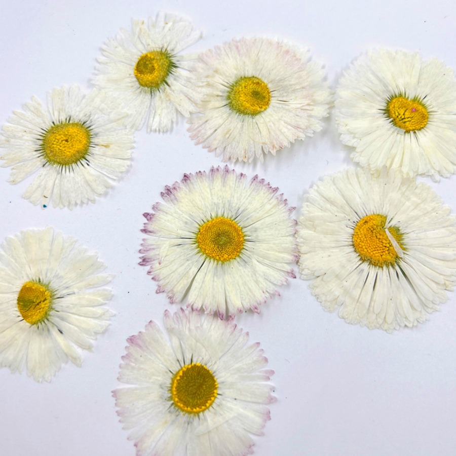 4cm Natural White Daisy Presse - đánh giá và giá Dried Flower Bookmark
