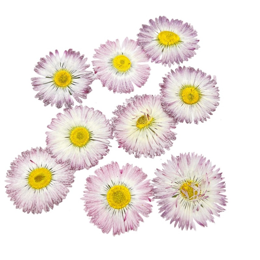 4cm Natural White Daisy Presse - đánh giá và giá Dried Flower Bookmark