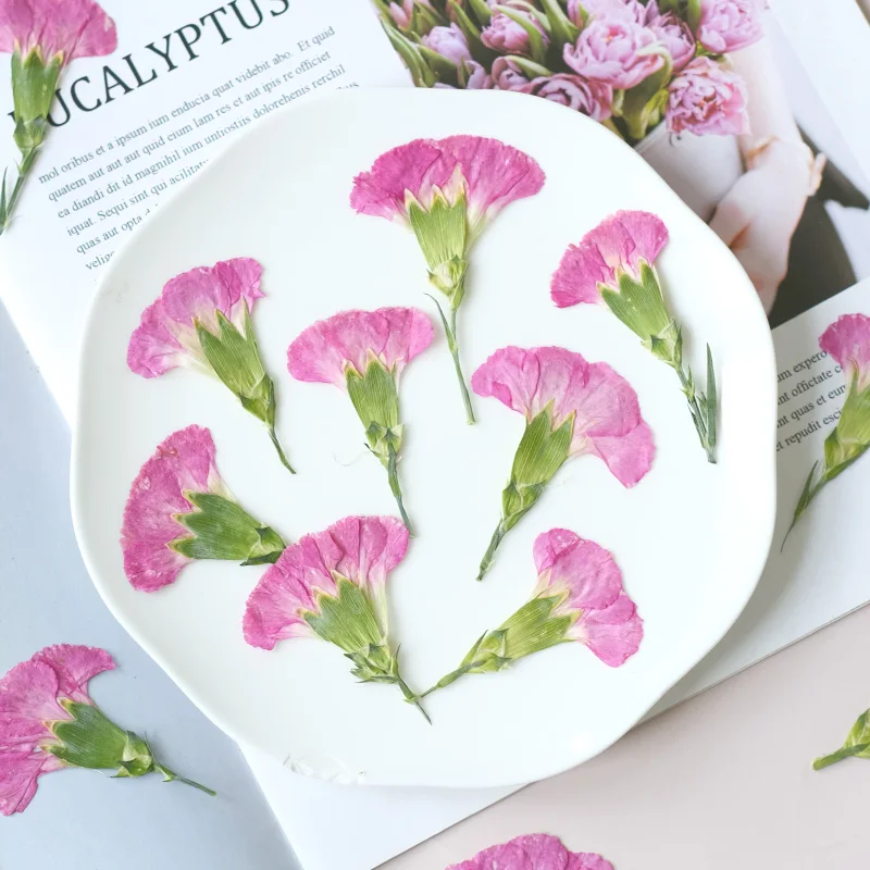 6pcs/4-7cm,Carnation dried flo - đánh giá và giá Dried Flower Bookmark