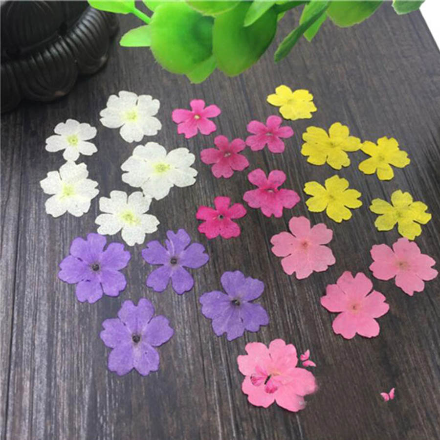 60pcs 1-2cm Pressed Dried Dyed - đánh giá và giá Dried Flower Bookmark