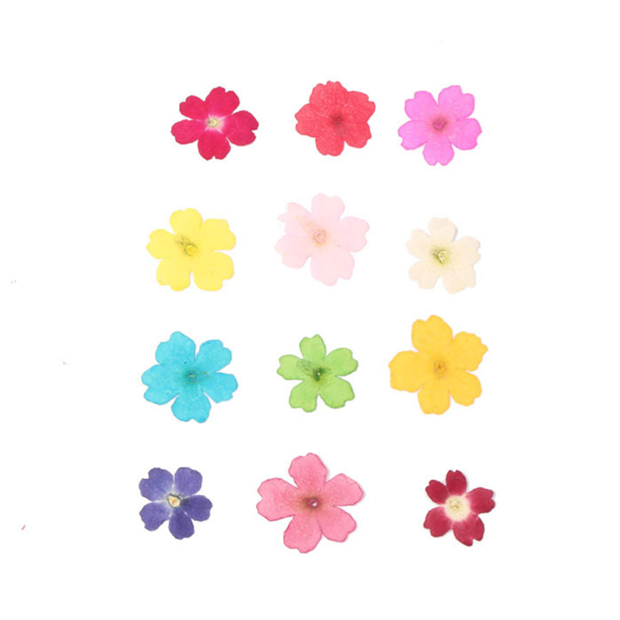60pcs 1-2cm Pressed Dried Dyed - đánh giá và giá Dried Flower Bookmark