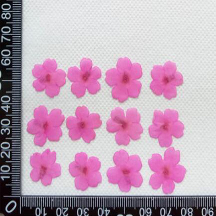 60pcs 1-2cm Pressed Dried Dyed - đánh giá và giá Dried Flower Bookmark