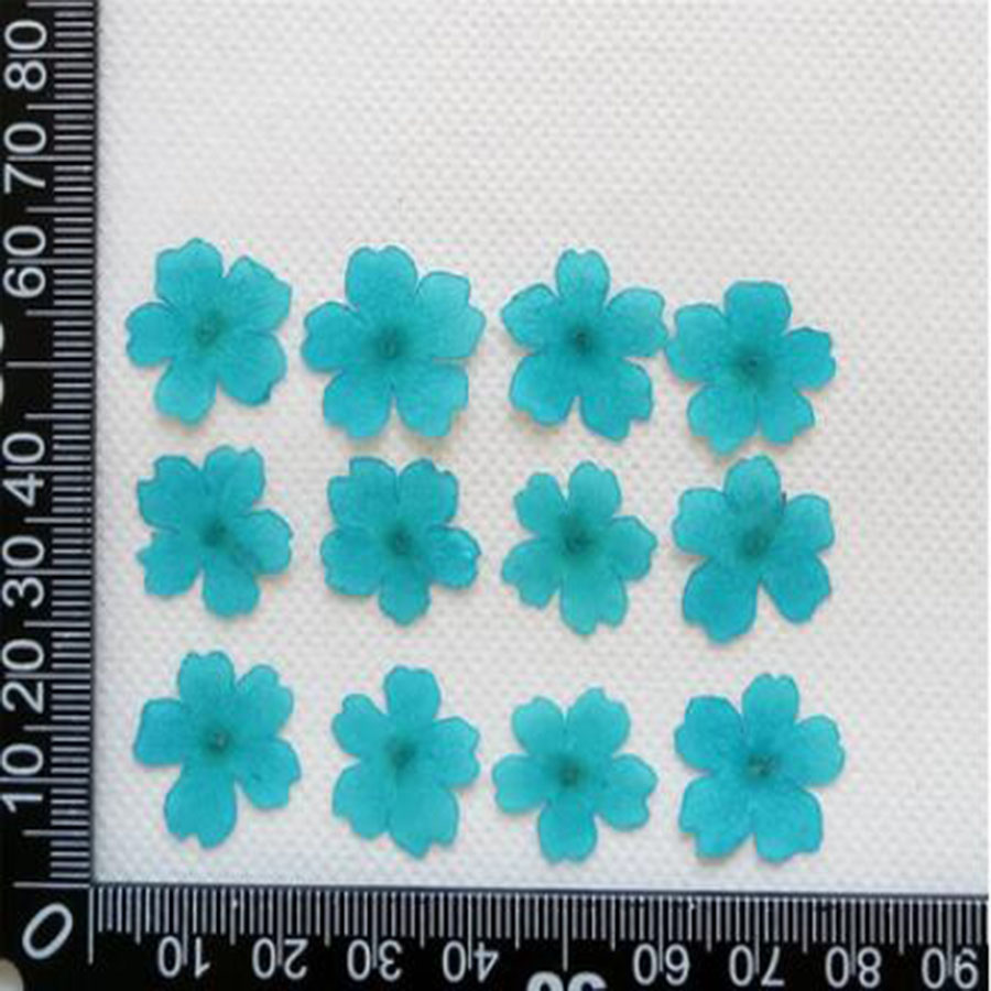 60pcs 1-2cm Pressed Dried Dyed - đánh giá và giá Dried Flower Bookmark