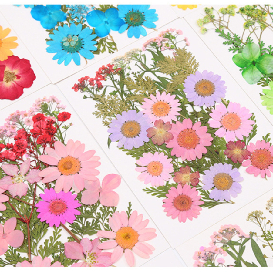 Un-dyed Natural Pressed Dried  - đánh giá và giá Dried Flower Bookmark