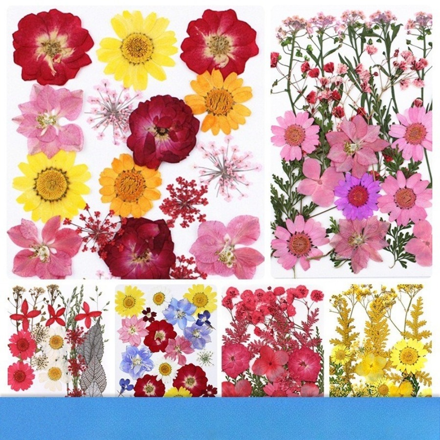 Un-dyed Natural Pressed Dried  - đánh giá và giá Dried Flower Bookmark