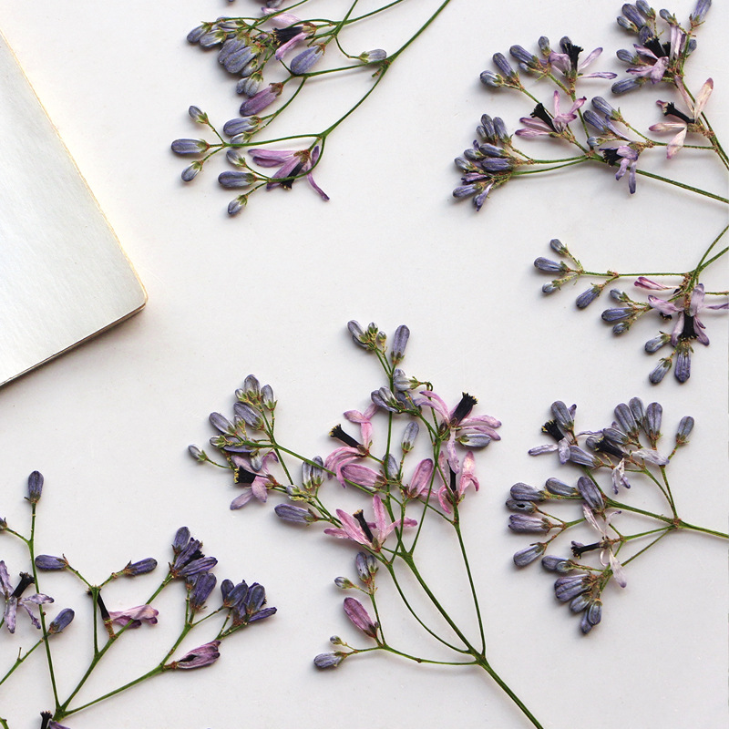 60Pcs Neem Tree Flower Branche - đánh giá và giá Dried Flower Bookmark