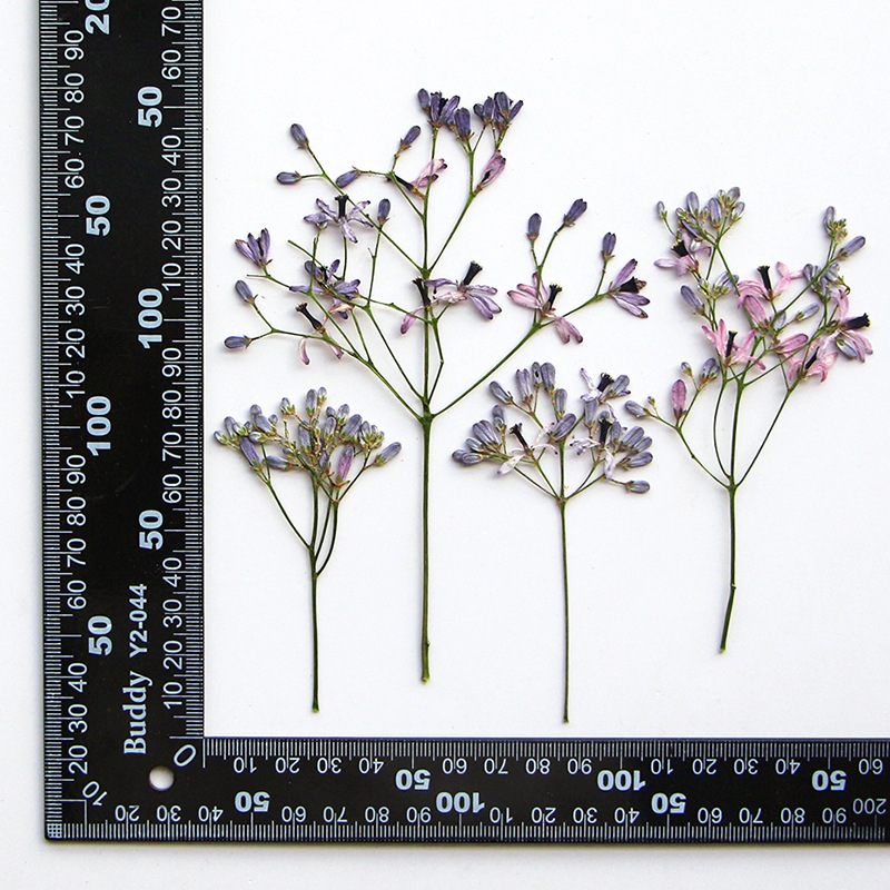 60Pcs Neem Tree Flower Branche - đánh giá và giá Dried Flower Bookmark