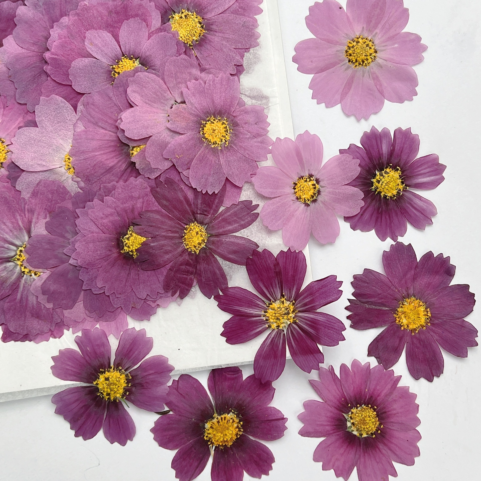 100Pcs Cosmos Dried Flower Pre - đánh giá và giá Dried Flower Bookmark