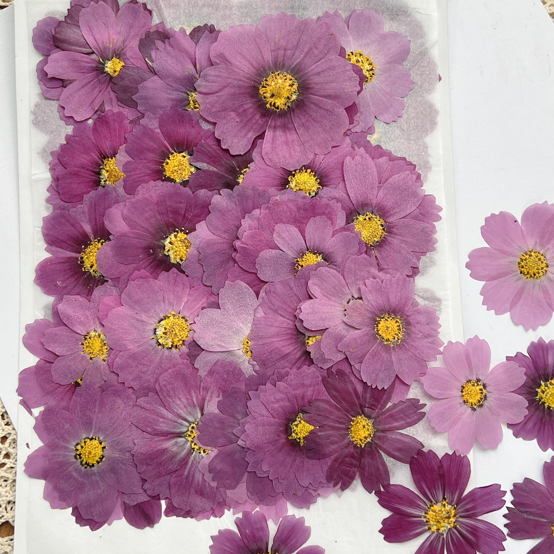 100Pcs Cosmos Dried Flower Pre - đánh giá và giá Dried Flower Bookmark