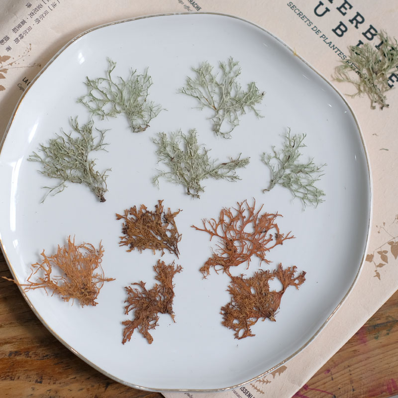 12pcs,Seaweed aquatic plants d - đánh giá và giá Dried Flower Bookmark