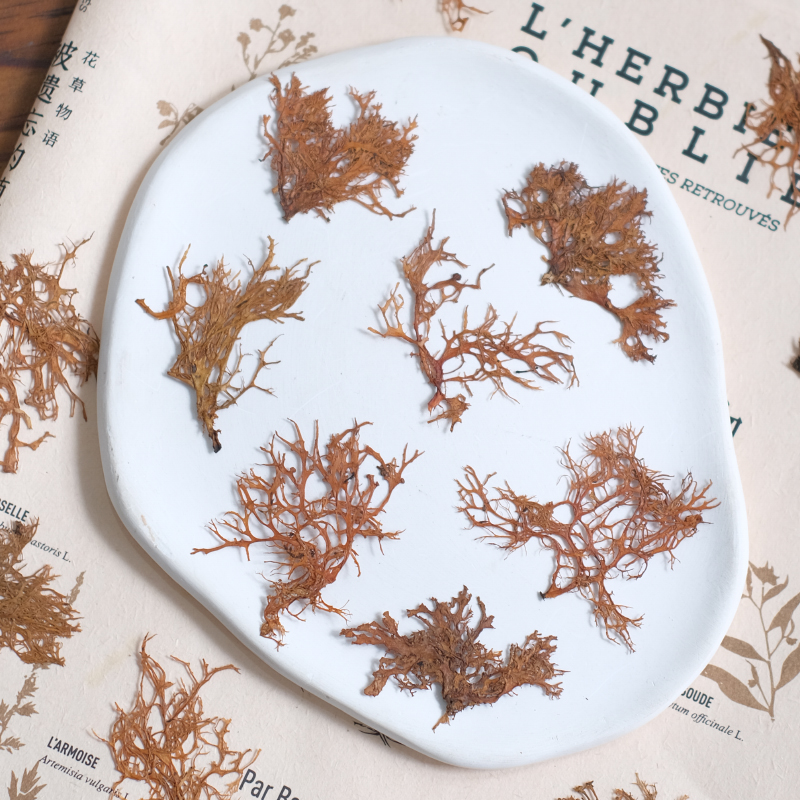 12pcs,Seaweed aquatic plants d - đánh giá và giá Dried Flower Bookmark