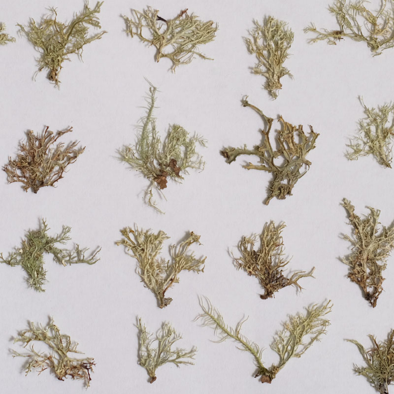 12pcs,Seaweed aquatic plants d - đánh giá và giá Dried Flower Bookmark