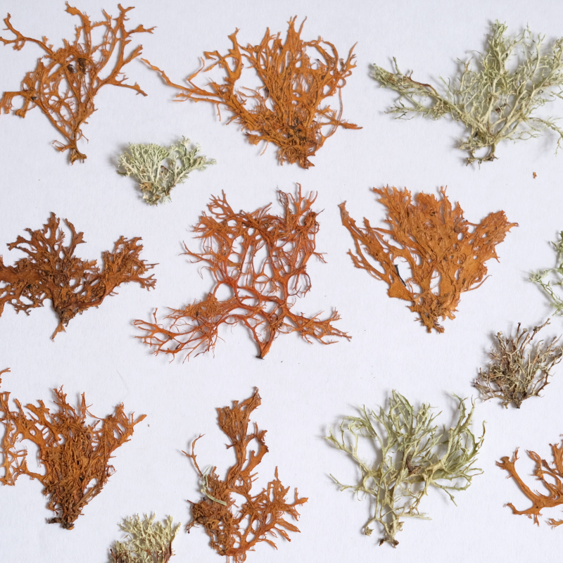 12pcs,Seaweed aquatic plants d - đánh giá và giá Dried Flower Bookmark