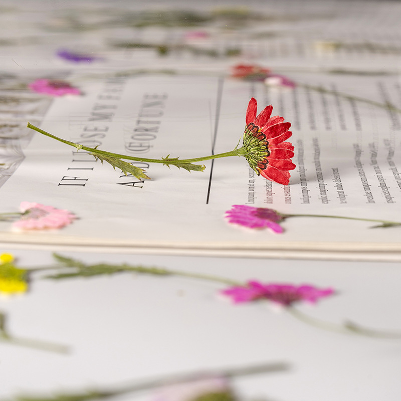 5-8cm/24pcs,Side pressed cryst - đánh giá và giá Dried Flower Bookmark