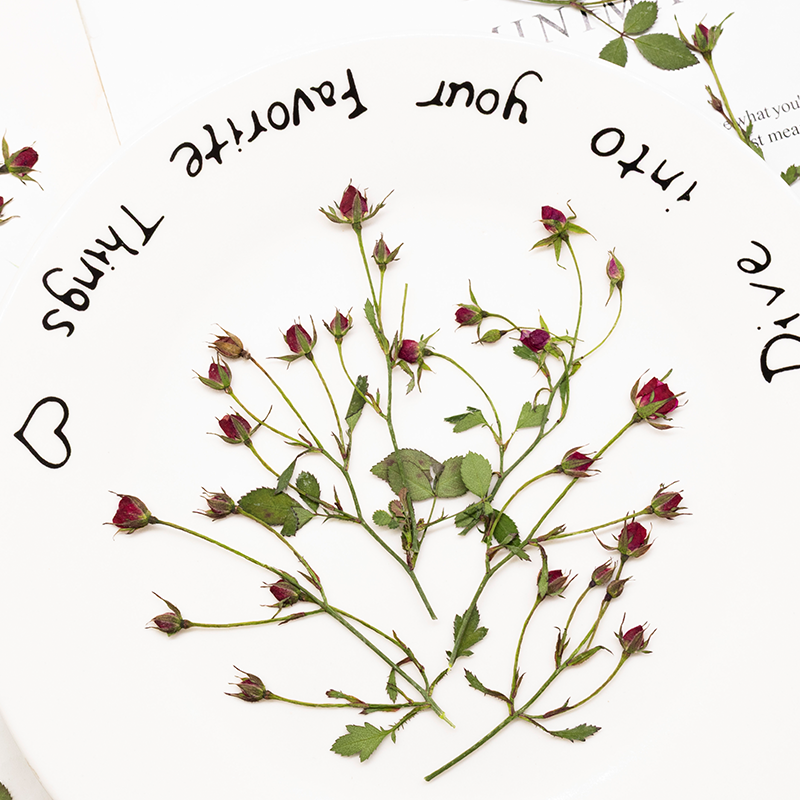 12pcs,Dried Rose Multi Bud Bra - đánh giá và giá Dried Flower Bookmark
