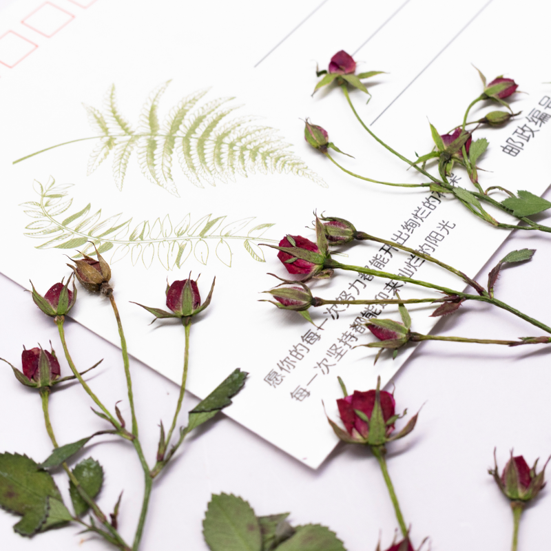 12pcs,Dried Rose Multi Bud Bra - đánh giá và giá Dried Flower Bookmark