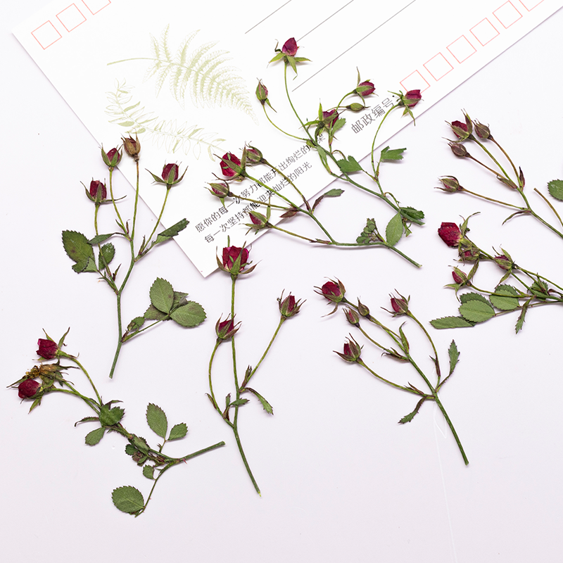 12pcs,Dried Rose Multi Bud Bra - đánh giá và giá Dried Flower Bookmark